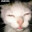 Don gato