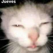 Don gato