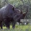 Black Rhino