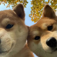 叫我铭铭就好hs