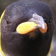Lil_Penguin