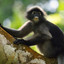 Duskey leaf monkey