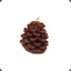 lil_Pinecone