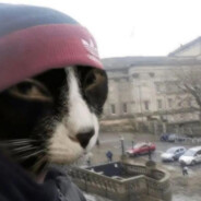 задоджил аборт