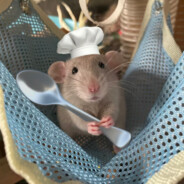 还没想好叫什么