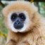 Gibbonmannen