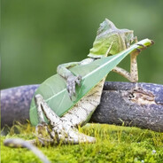 Lagartiho