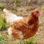 Mr.Chick