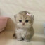 ADR ✘ Kitty