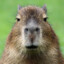 Capybara