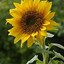 A Sunflower