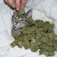 whoisganja