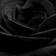 BlackFlower03