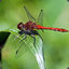 Sympetrum sanguineum