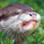 Otter