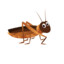 Cricket