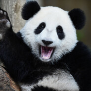 spocona_panda