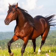 Horse (Real)