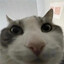 catboyaster