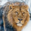 Frosty Lion