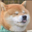 FishDoge