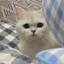 Neko