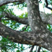 Branch