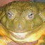 bulrog
