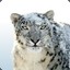 SnowLeopard080808