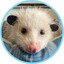 Lord Opossum