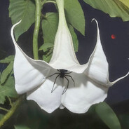 宇宙，由风拖拽着