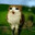 A Meowl avatar