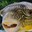 brackish