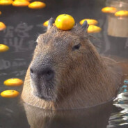 Capybara enjoyer