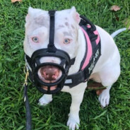 Pit-Bull ☯¯\_(ツ)_/¯♔