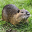 NUTRIA