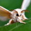 moth