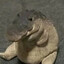 SirBingusIII, Chonky Lord