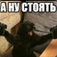 наглый котэ