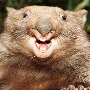 CombatWombat's Avatar