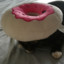 doughnut_cat