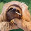 The High Sloth
