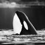 ORCA                      PEEK