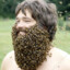 Beebeard