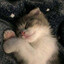 Jungi