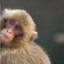 Monkey_x_120fps