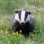 reclusivebadger