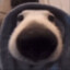 monter