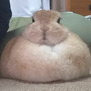 noshotlujan