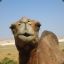 ^8Dirty Camel